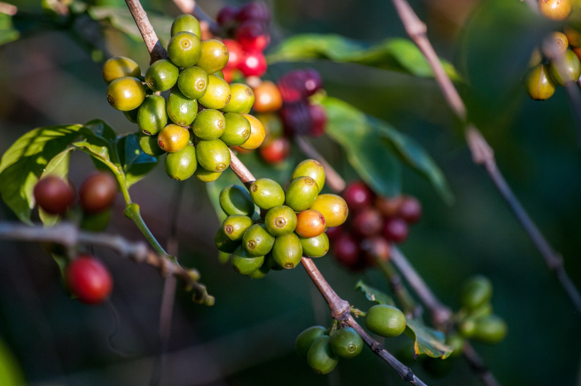 coffee plant