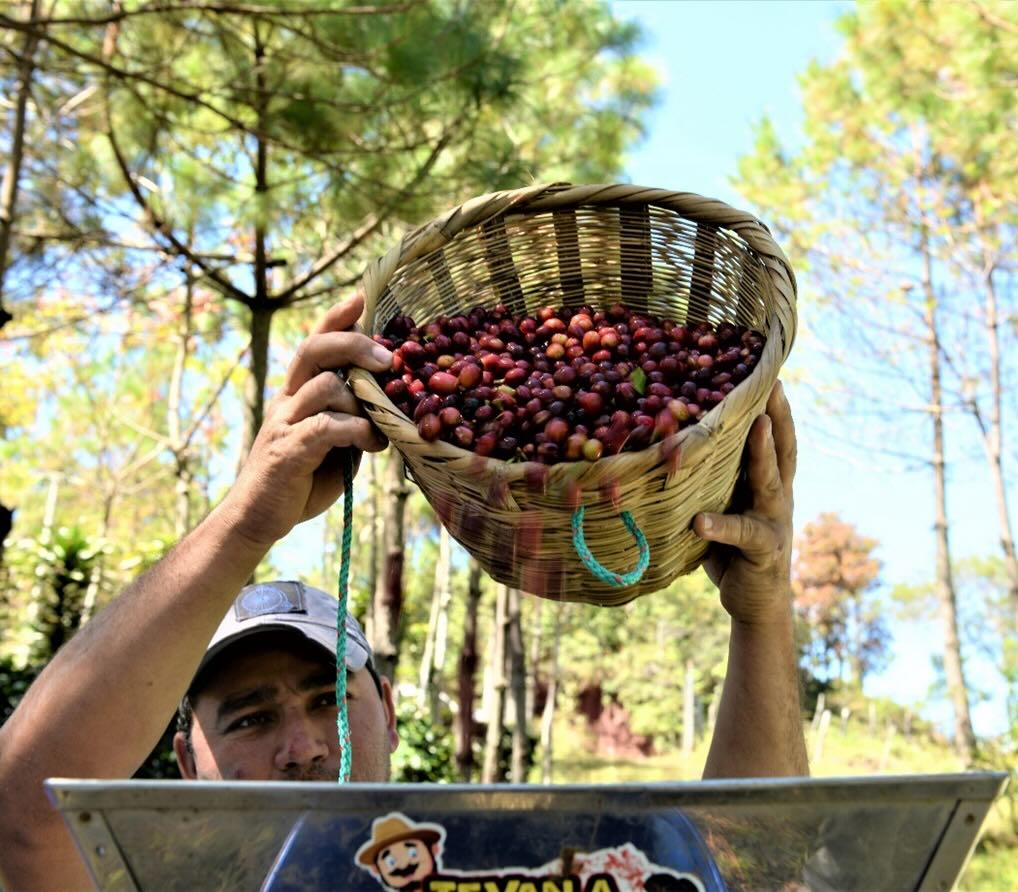 Man harvesting coffee
