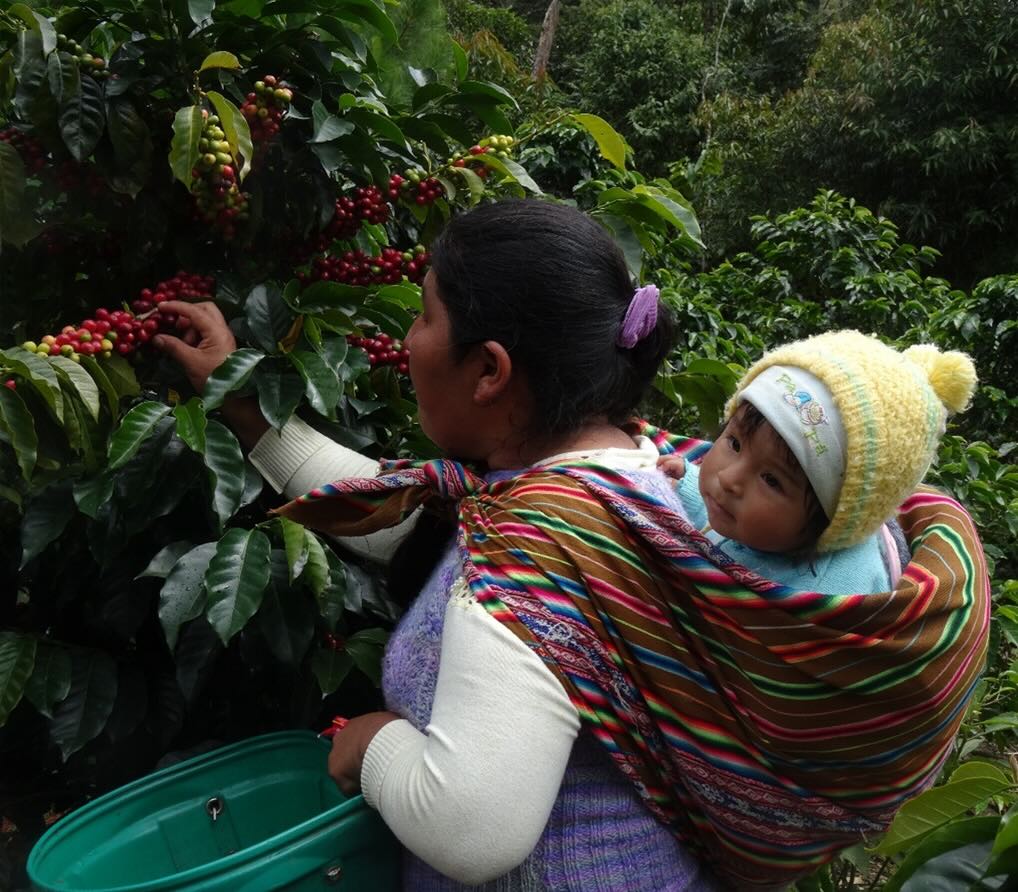 Woman harvesting coffee