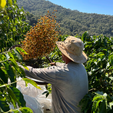 Fairtrade Farmer picking and starting coffee process