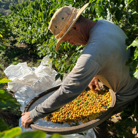 Fairtrade Farmer picking and starting coffee process