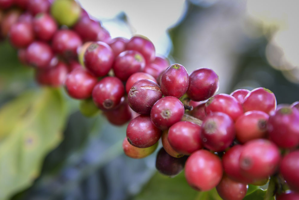 Coffee Berries