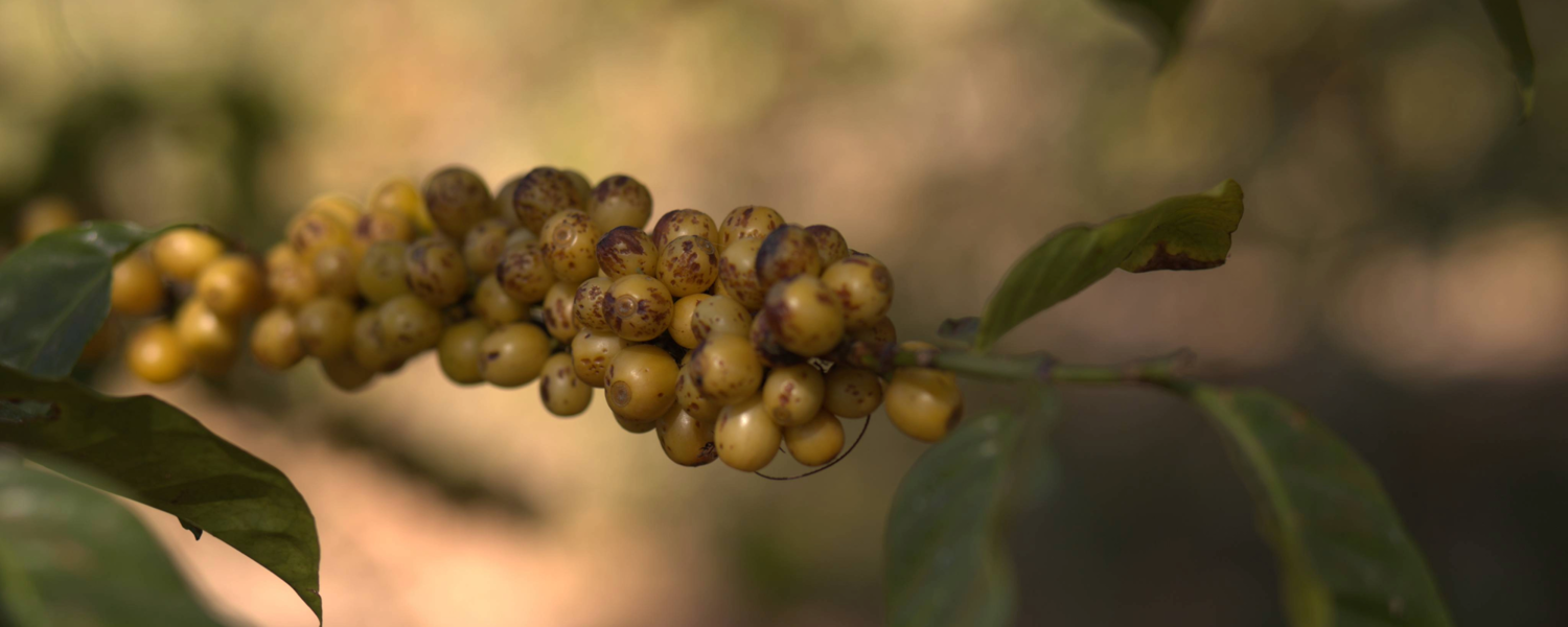 Coffee Berries - Matthew Algie