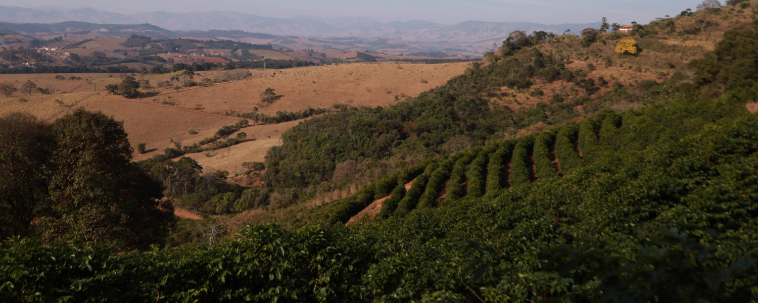 Matthew Algie Sustainability & Net Zero